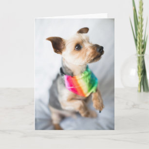Tarjeta Gay Pride Rainbow Dog   Yorkshire Terrier