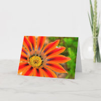 Gazania