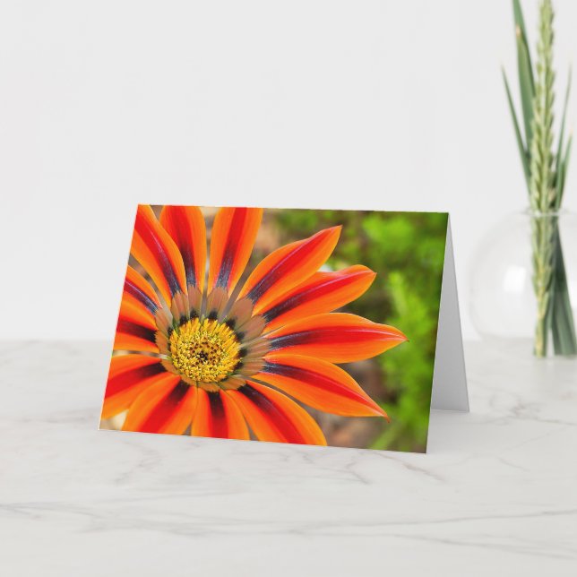 Tarjeta Gazania (Anverso)