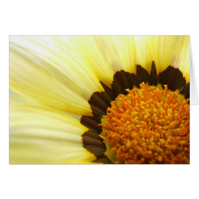Tarjeta Gazania (Anverso (Horizontal))