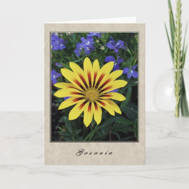 Tarjeta Gazania - serie floral (Anverso)