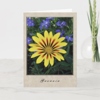 Tarjeta Gazania - serie floral