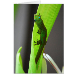 Tarjeta Gecko Gold Dust Day