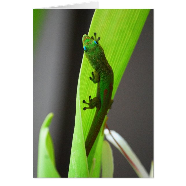 Tarjeta Gecko Gold Dust Day (Frente)