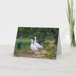 Tarjeta Geese en el jardín - Blank