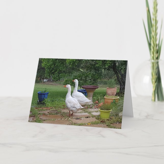 Tarjeta Geese en el jardín - Blank (Anverso)