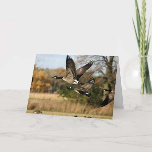 Tarjeta Geese en vuelo en otoño en Blank Notecard (Anverso)