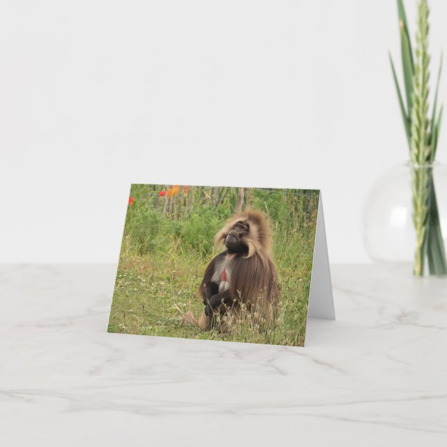 Tarjeta Gelada baboon (Anverso)