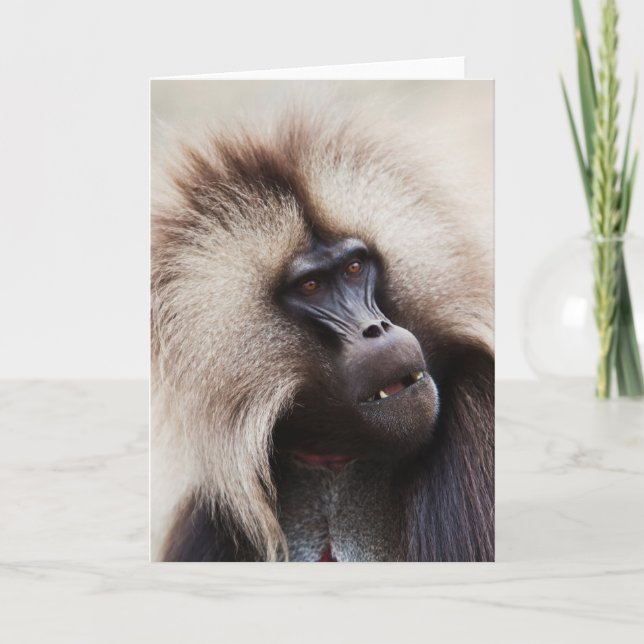 Tarjeta Gelada Baboon, Etiopía (Anverso)