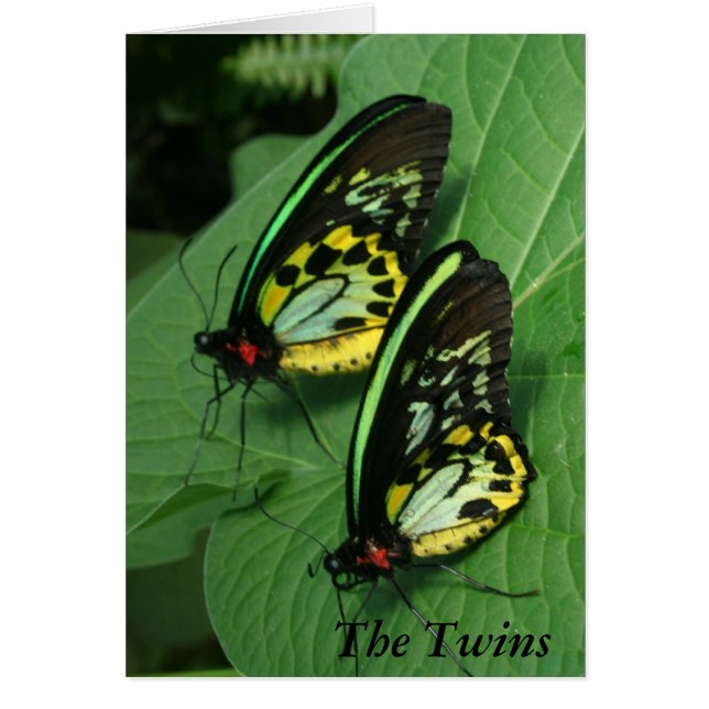 Tarjeta gemela de las mariposas (Frente)