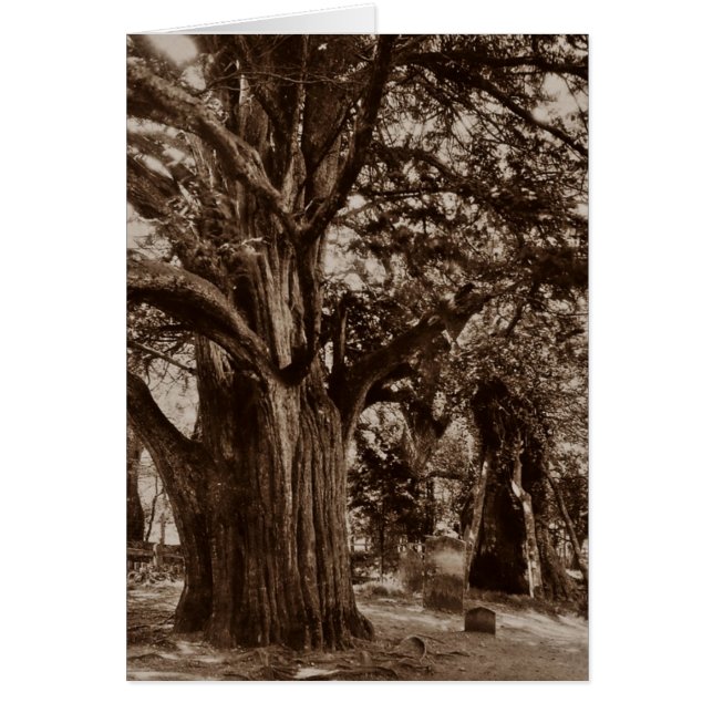 TARJETA GENEALOGY ~ DISEÑADA PARA COMPARTIR LA HIS (Frente)