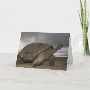 Tarjeta Geochelone de la tortuga gigante de las Islas