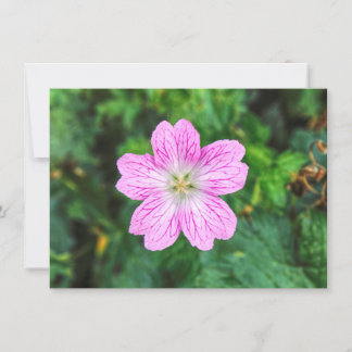 Tarjeta Geranio rosa