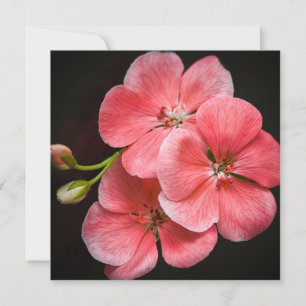 Tarjeta Geranium Flower