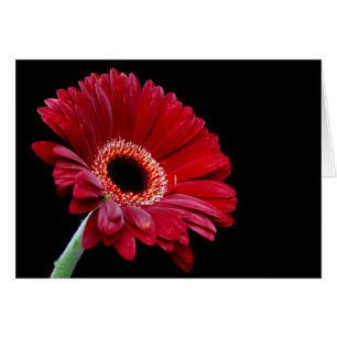 Tarjeta Gerbera