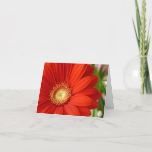 Tarjeta Gerbera