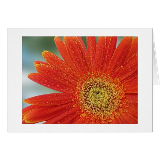 Tarjeta Gerbera anaranjado