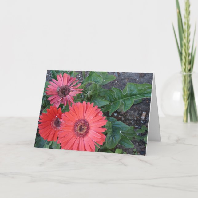 Tarjeta Gerbera Daisies se ponen bien (Anverso)