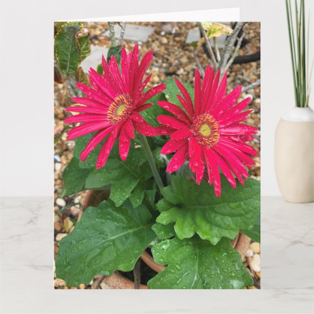 Tarjeta Gerbera Daisy (Anverso)