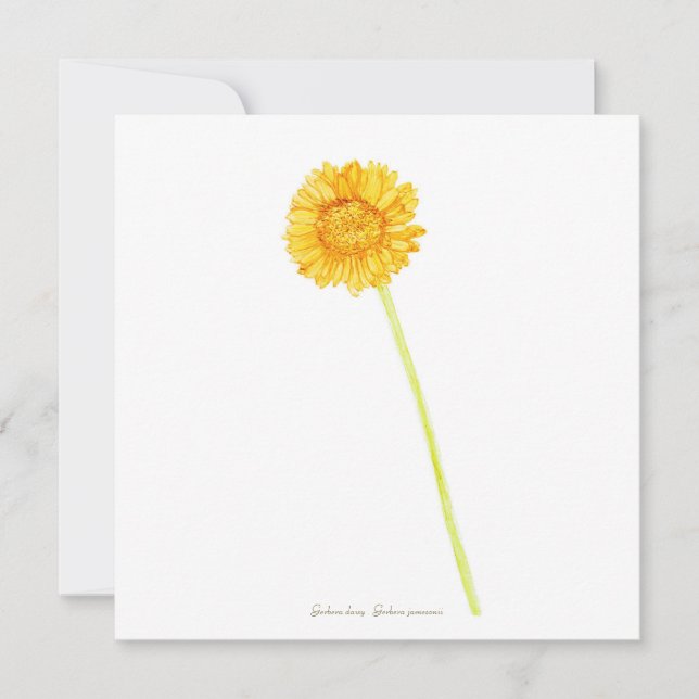 Tarjeta Gerbera daisy (Anverso)