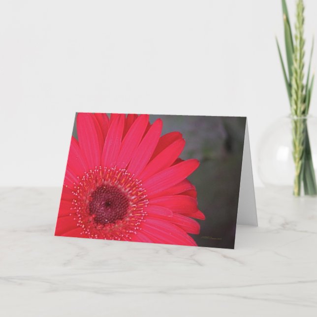 Tarjeta Gerbera Daisy (Anverso)