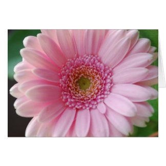 Tarjeta Gerbera rosa