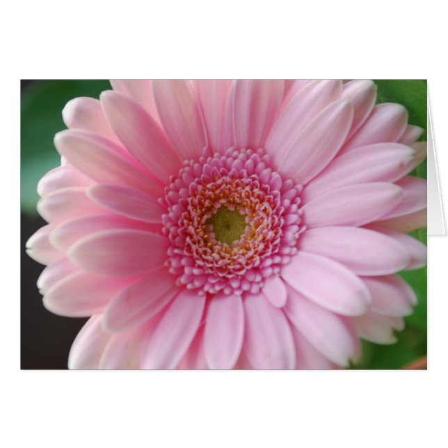 Tarjeta Gerbera rosa (Anverso (Horizontal))