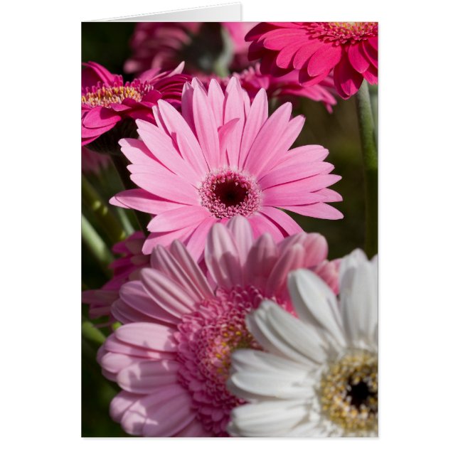 Tarjeta Gerberas (Frente)