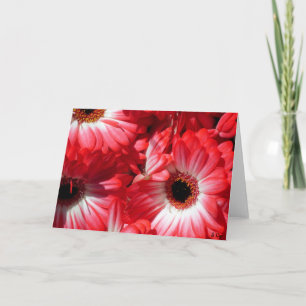 Tarjeta Gerberas rojos