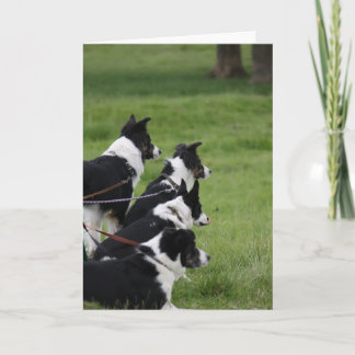 Tarjeta GermanShepherds