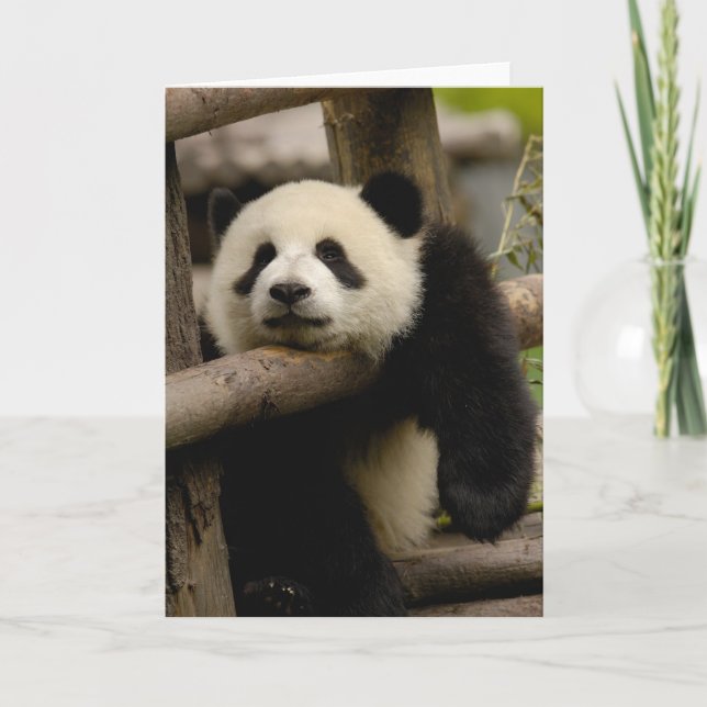 Tarjeta Gigante panda bebé Ailuropoda melanoleuca) (Anverso)