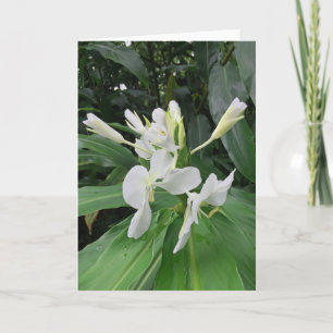 Tarjeta Ginger blanco