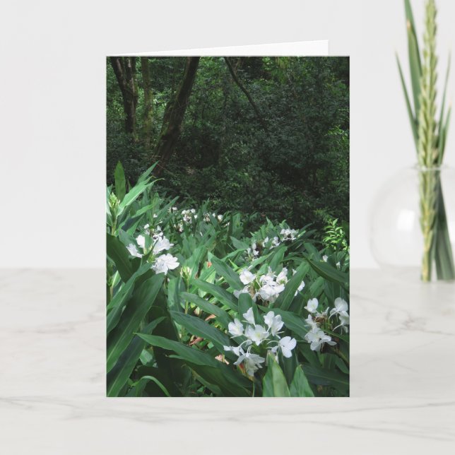 Tarjeta Ginger blanco (Anverso)
