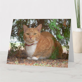 Tarjeta Ginger Cat