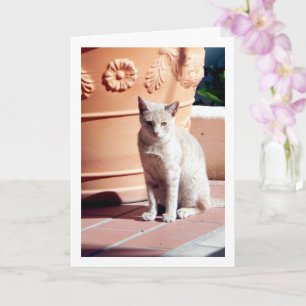 Tarjeta Ginger Kitten en la planta