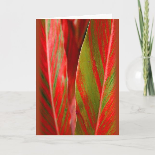 Tarjeta "Ginger rojo y verde" (Anverso)