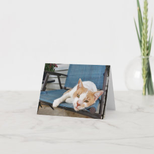 Tarjeta Ginger y el gato tabby blanco