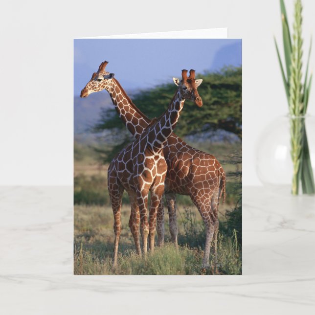 Tarjeta Girafa reticulada 2 (Anverso)