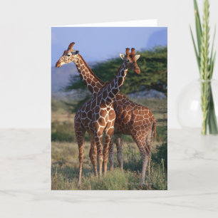 Tarjeta Girafa reticulada 2