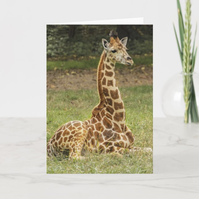 Tarjeta Giraffe Wildlife (Anverso)