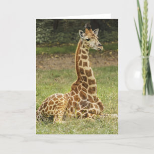 Tarjeta Giraffe Wildlife