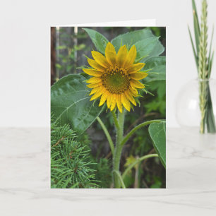 Tarjeta Girasol