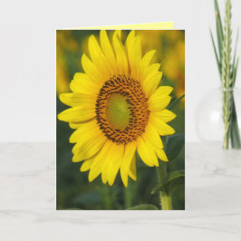 Tarjeta Girasol