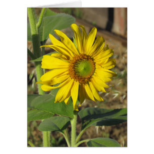 Tarjeta - Girasol alegre