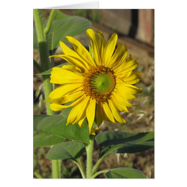 Tarjeta - Girasol alegre (Frente)