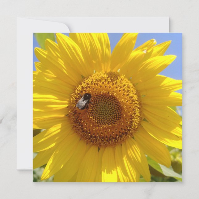 Tarjeta Girasol amarillo (Anverso)