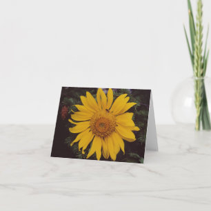 Tarjeta Girasol gigante con abeja, ramas de pino verde