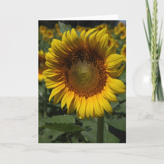 Tarjeta Girasoles 09 (Anverso)