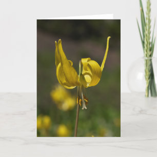 Tarjeta Glaciar Lilly 09