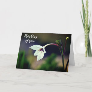 Tarjeta Gladiolus Blanco Flor en el jardín pensando en ti